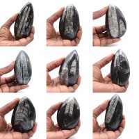 Orthocéras du Maroc