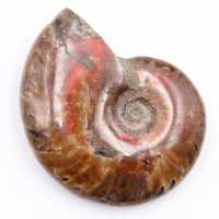 Kleiner ganzer perlmuttartiger Ammonit