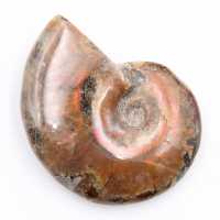 Petite ammonite nacrée entière