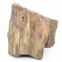Arizona fossil wood block