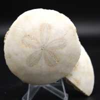 Scutella, fossiler Seeigel