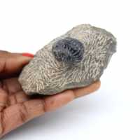 Trilobite fossilisé sur matrice du Maroc