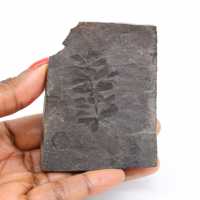 Fossilized fern