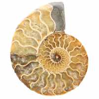 Ammonite fossile de Madagascar