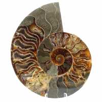 Vendita di pietre ammonite