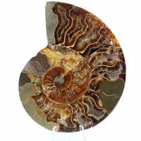 Fossiler Ammonit aus Madagaskar