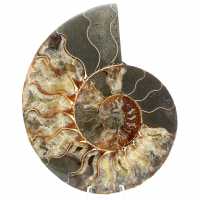 Ammonit aus Madagaskar