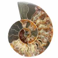 Verkauf von ammoniten steinen