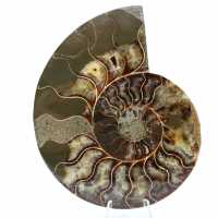 Ammonite sciée polie