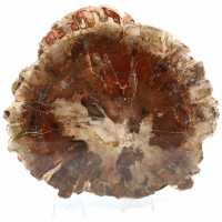 Natural fossilized wood slice