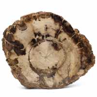 Petrified wood from Madagascar