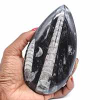 Orthoceras steen verkoop