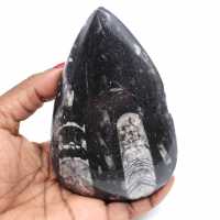 Polished orthoceras from morocco