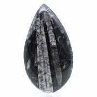 Polished orthoceras fossil