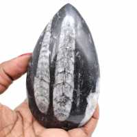 Orthoceras stone sale