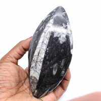 Orthocéras fossilisé