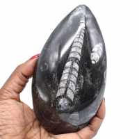 Natural fossil orthoceras