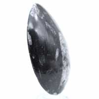 Orthoceras morocco
