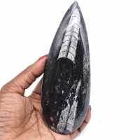 Natural orthoceras fossil