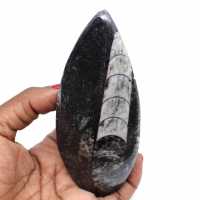 Natürliches orthoceras-fossil