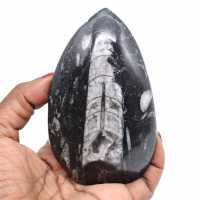 Polished orthoceras from morocco