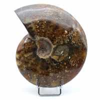 Ammonite naturelle entière polie