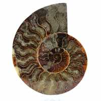 Ammonite stone sale