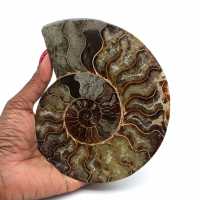 Fossil ammonite from madagascar