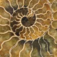 Ammonite naturelle fossile