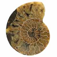 Ammonite naturale del madagascar