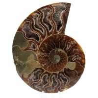 Polished ammonite fossil