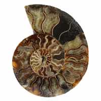 Polerad fossil ammonit från madagaskar