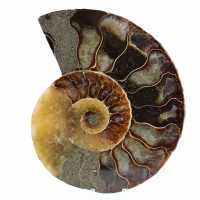 Naturlig polerad ammonit från madagaskar