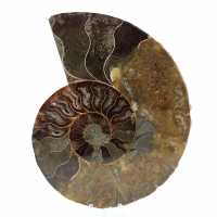 Ammonite lucidata
