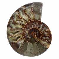 Ammonite fossile de Madagascar