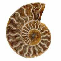 Ammonite lucidata dal madagascar