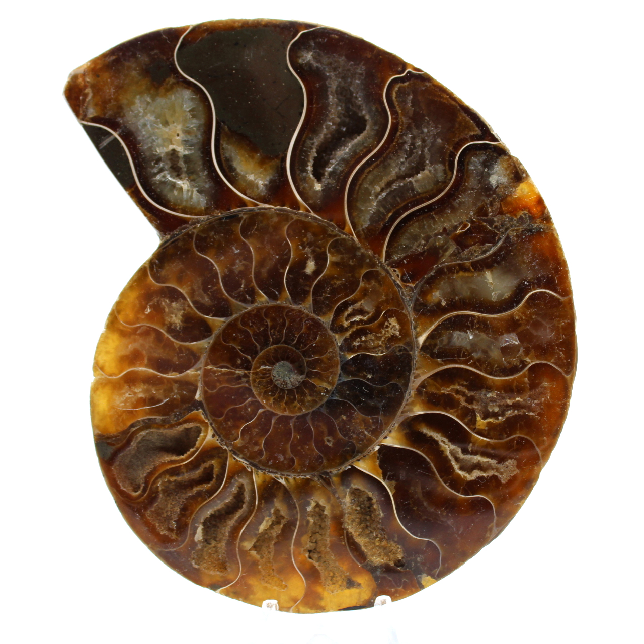 Ammonite polie naturelle de madagascar