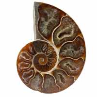 Fossile di ammonite in un unico pezzo
