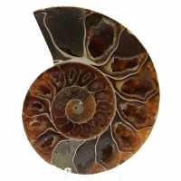 Polerad ammonit från madagaskar