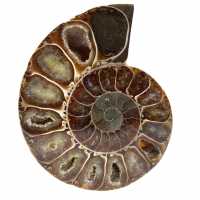 Ammonite del madagascar