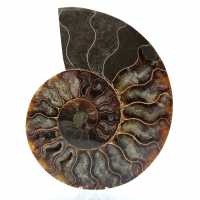 Ammonite naturale del madagascar