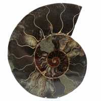 Vente de pierre de ammonite