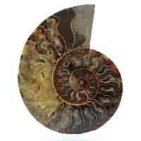 Ammonite sciée polie
