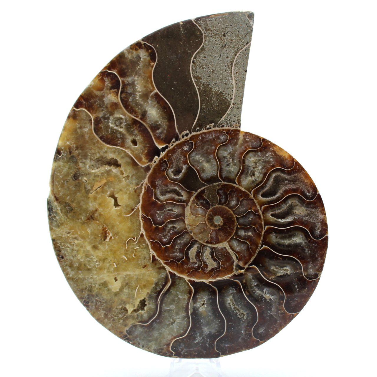 Ammonite sciée polie