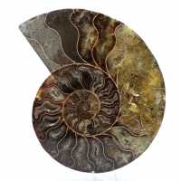 Vendita di pietre ammonite