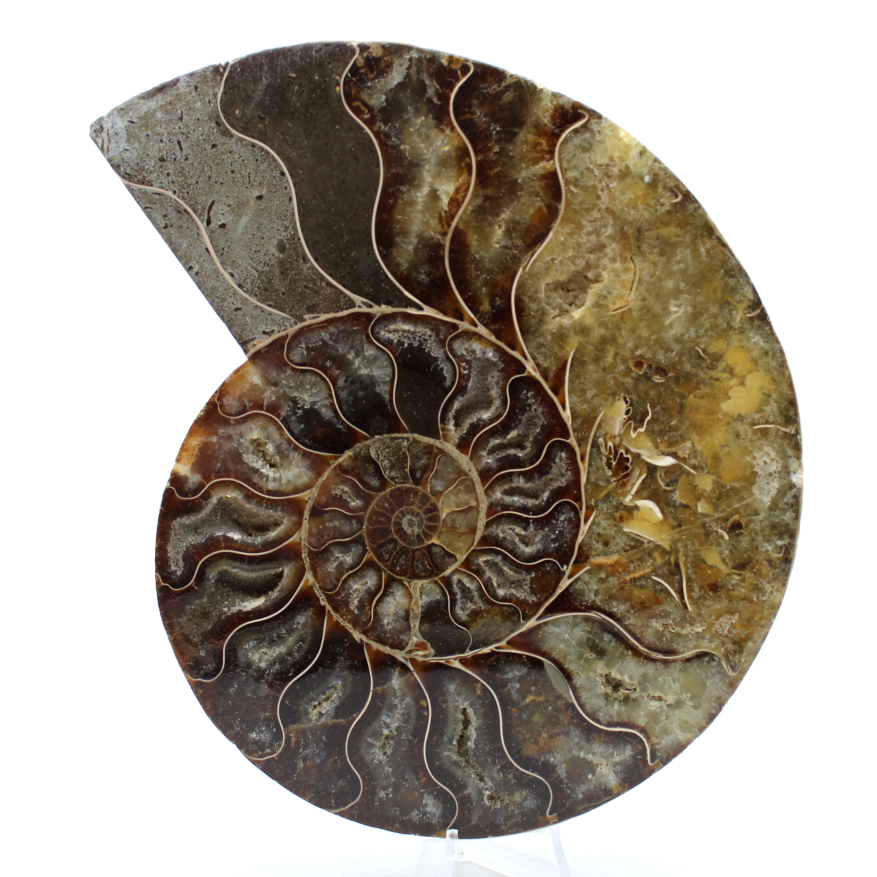 One piece ammonite fossil