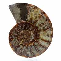 Fossil ammonite from madagascar