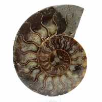Ammonite naturelle de madagascar