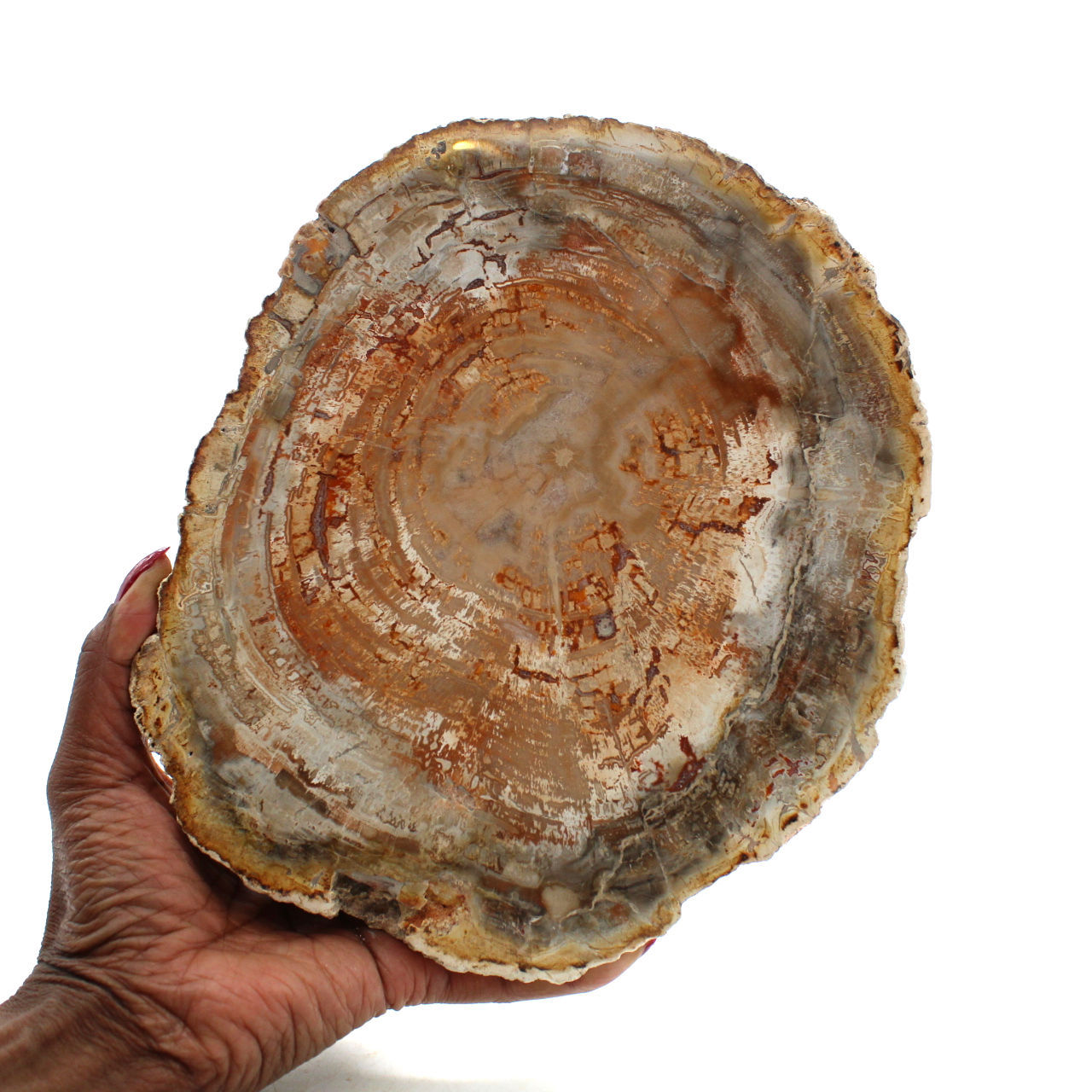 Natural silicified wood
