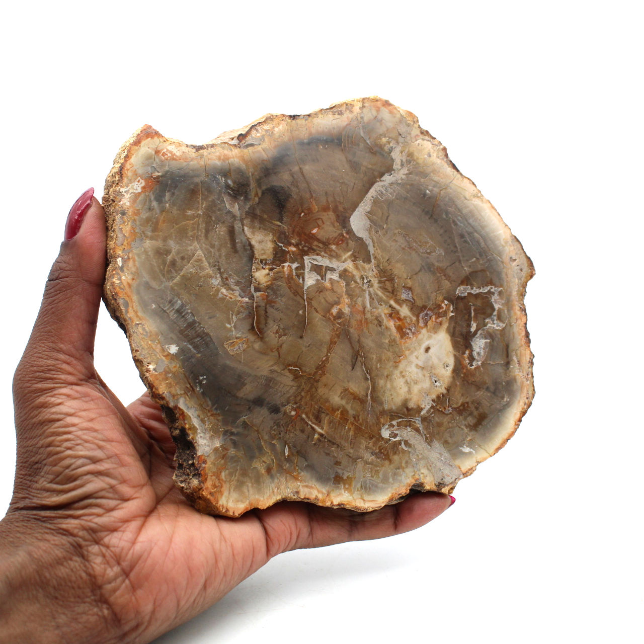Petrified wood from madagascar